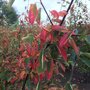 Amelanchier lamarckii meerstammig